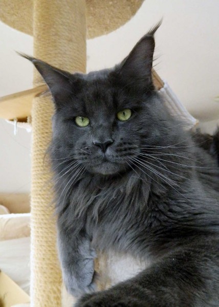 Luchsley's Steven Seagal - maine-coon