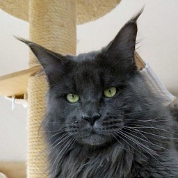 Luchsley's Steven Seagal