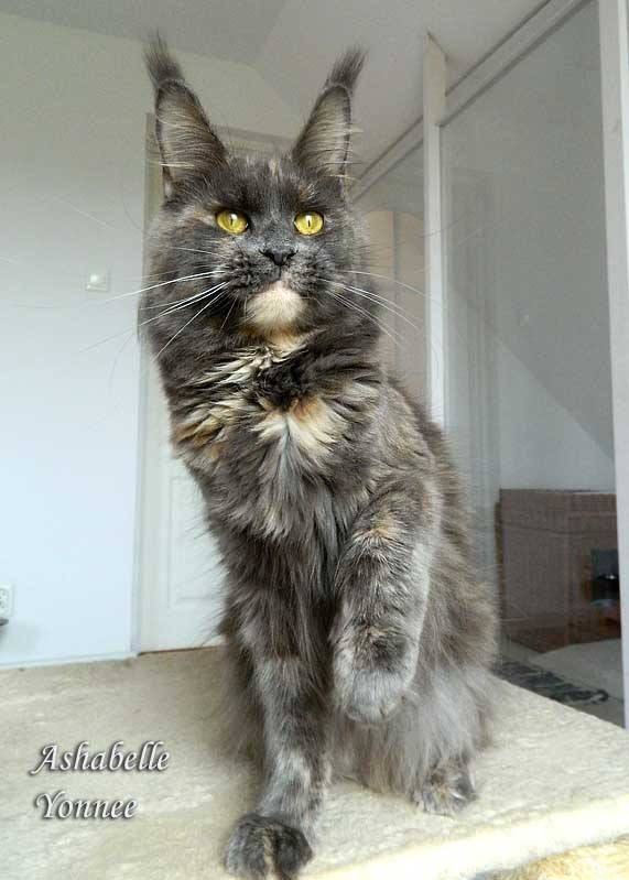 Ashabelle Yonnee - maine-coon