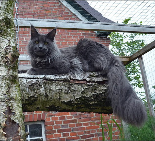 Langstteich's Ex'Mayday - maine-coon