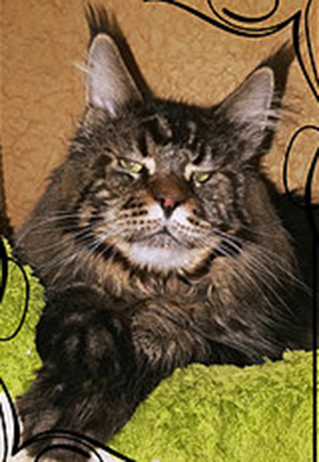Arturia Woody - maine-coon