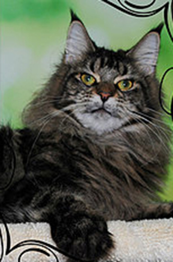Ascent Penelope - maine-coon