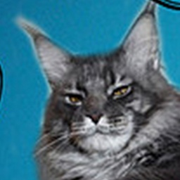 Sharm World Barbados