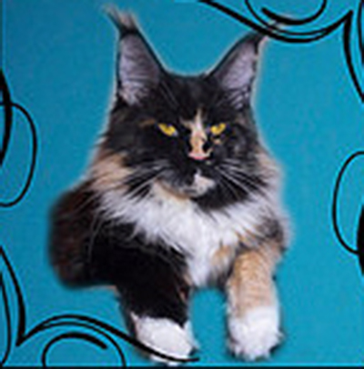 Sharm World La Fayette - maine-coon