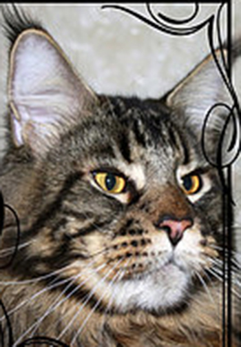 Fan-Fan Arturia - maine-coon