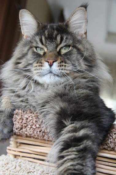 Unicum Yaris - maine-coon