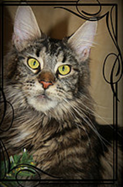 Cunograd Debra - maine-coon