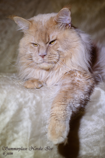 Summerplace Nordic Ice - maine-coon