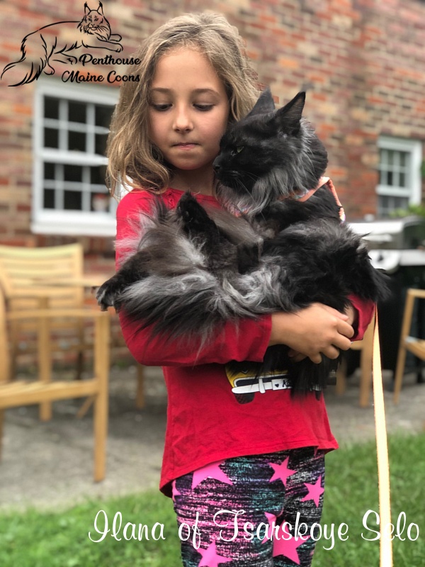 Ilana of Tsarskoye Selo - Junior maine-coon 9 months 3 weeks