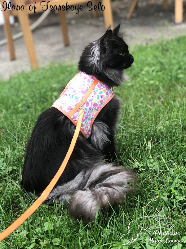 Ilana of Tsarskoye Selo - Junior maine-coon 9 months 3 weeks