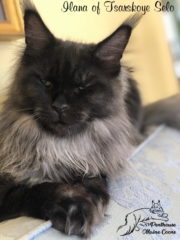Ilana of Tsarskoye Selo - Junior maine-coon 9 months 4 weeks