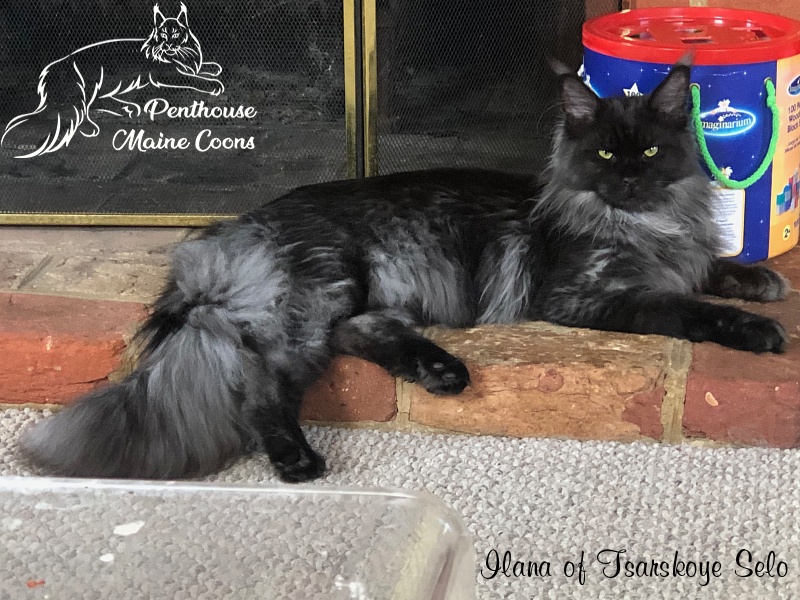 Ilana of Tsarskoye Selo - Adult maine-coon 10 months