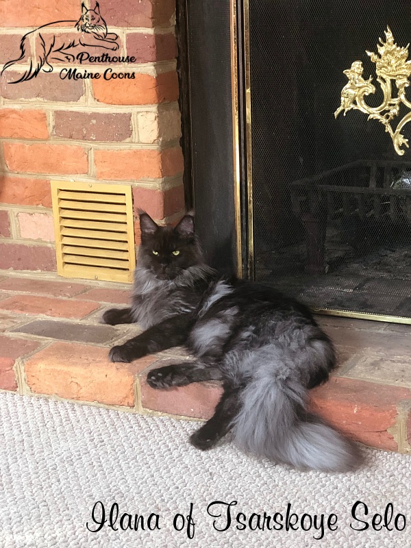 Ilana of Tsarskoye Selo - Adult maine-coon 11 months