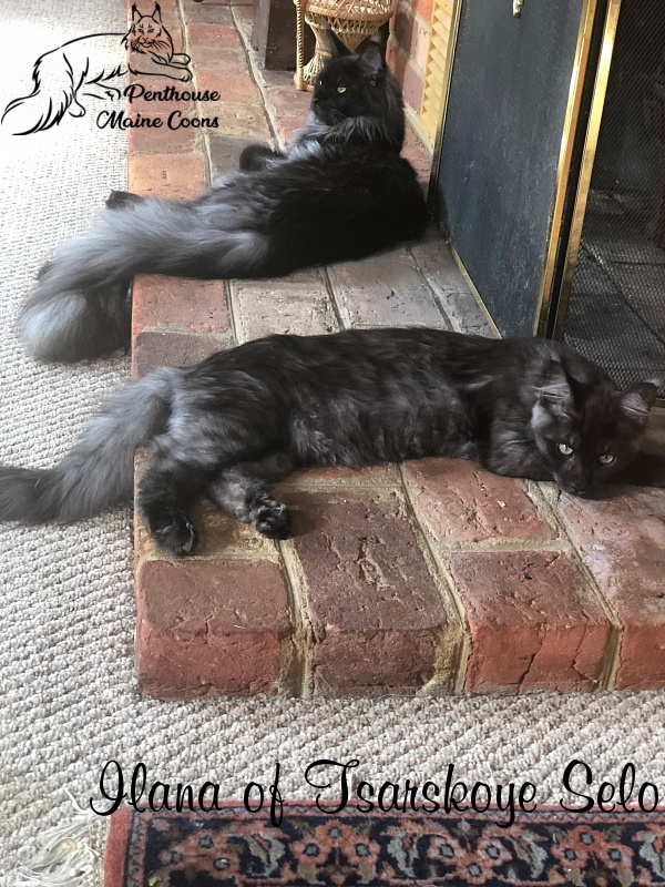 Ilana of Tsarskoye Selo - Adult maine-coon 11 months