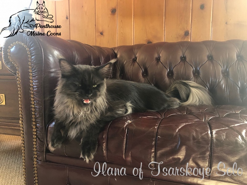 Ilana of Tsarskoye Selo - Adult maine-coon 11 months 1 week