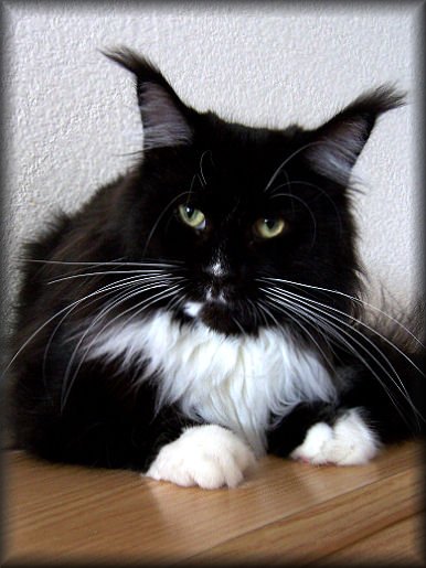 Dark Cocoon Apache White Socks - maine-coon