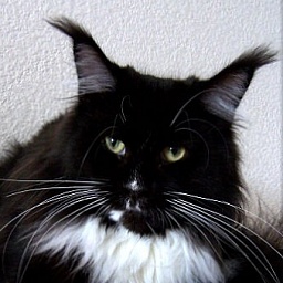 Dark Cocoon Apache White Socks