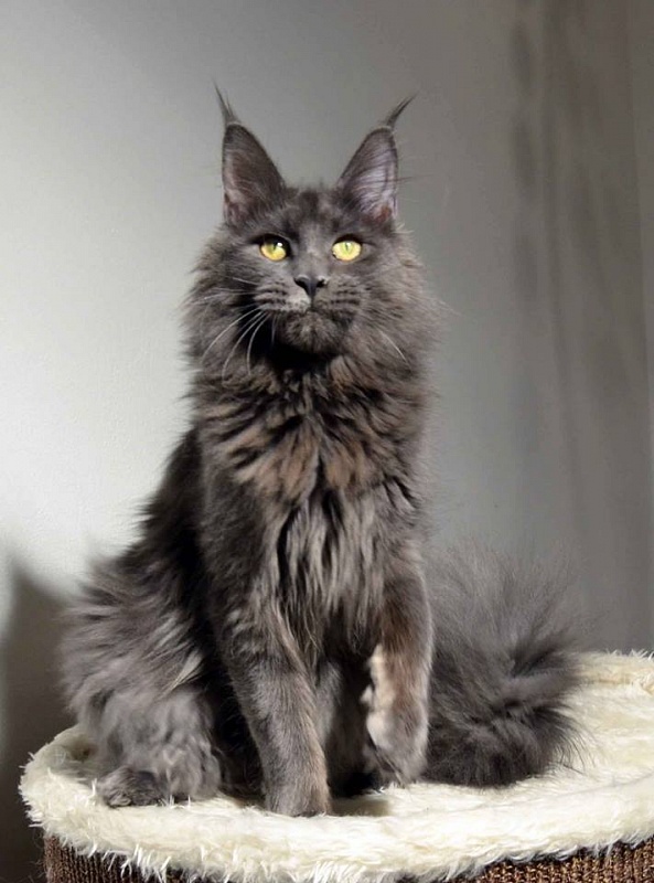 Elisabeth Taylor Van Tschens - maine-coon