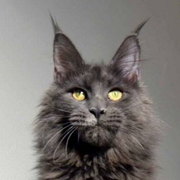 Elisabeth Taylor Van Tschens