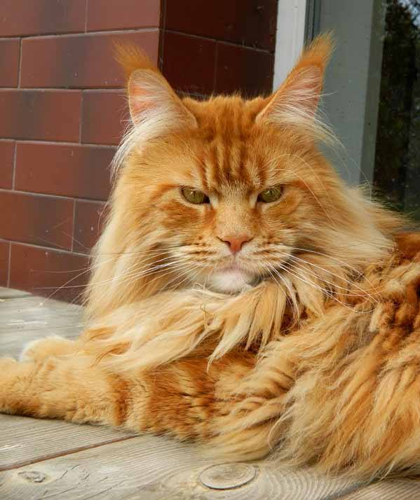 Ashabelle Timur - maine-coon