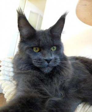 Ashabelle Unique - maine-coon