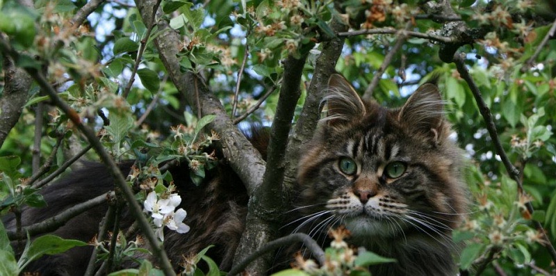 Umberto van Tschens - maine-coon