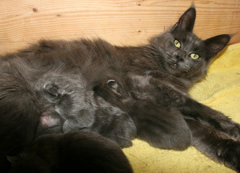 Wenderra van Tschens - maine-coon