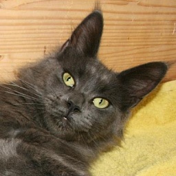 Wenderra van Tschens