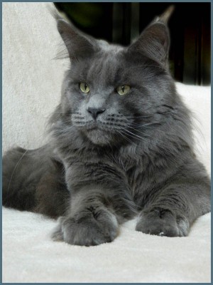 Big Giants Resort's Milo - maine-coon