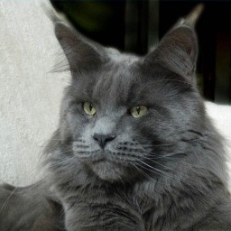 Big Giants Resort's Milo