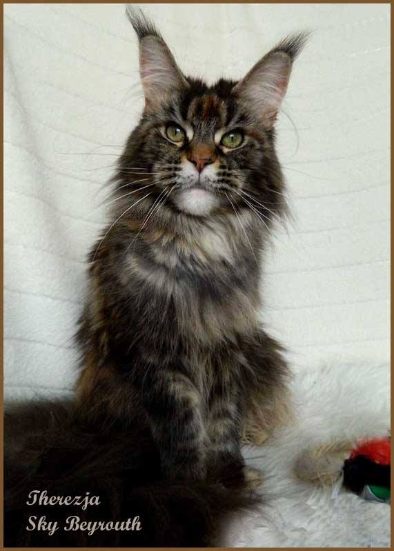 Therezia Sky Beyrouth - maine-coon