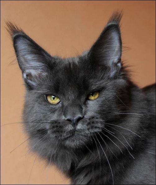 Just Dream Sky Beyrouth - maine-coon