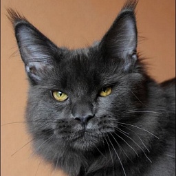 Just Dream Sky Beyrouth