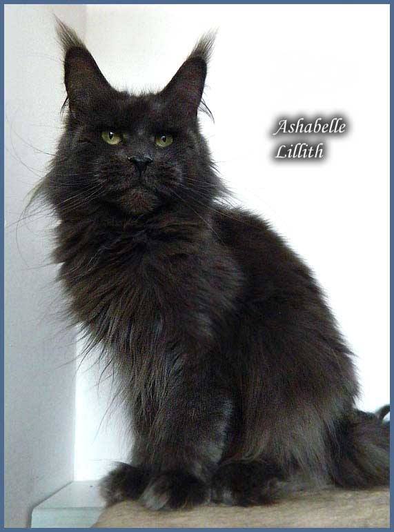 Ashabelle Lillith - maine-coon