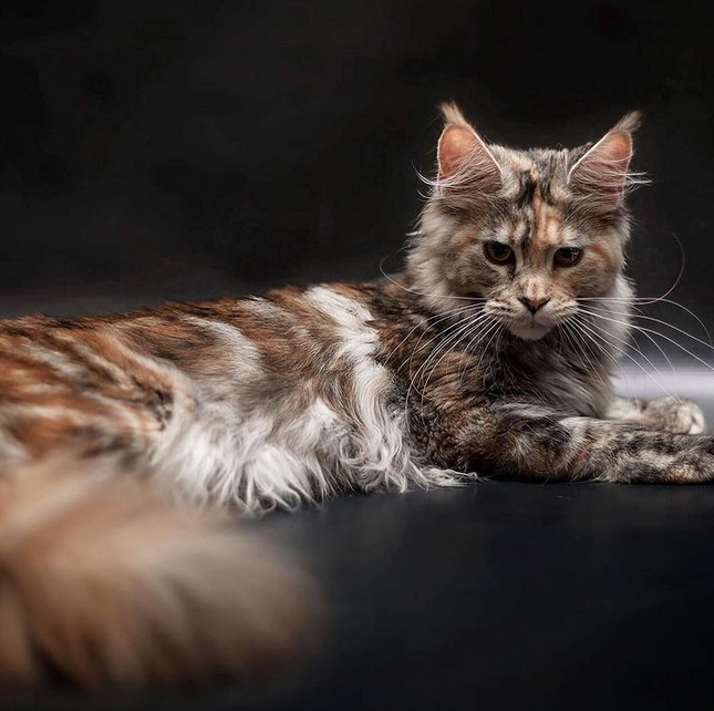 Halza Slavburg - maine-coon