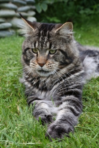Justcoon's Glen Grant - maine-coon