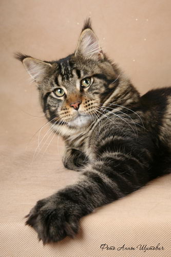 Justcoon's Glen Grant - maine-coon 09/26/2011