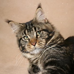 Justcoon's Glen Grant