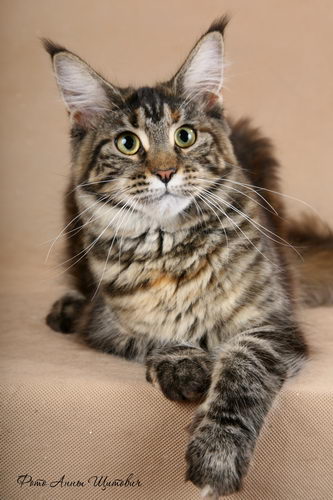 Gonsior Line Lilque - maine-coon 09/26/2011