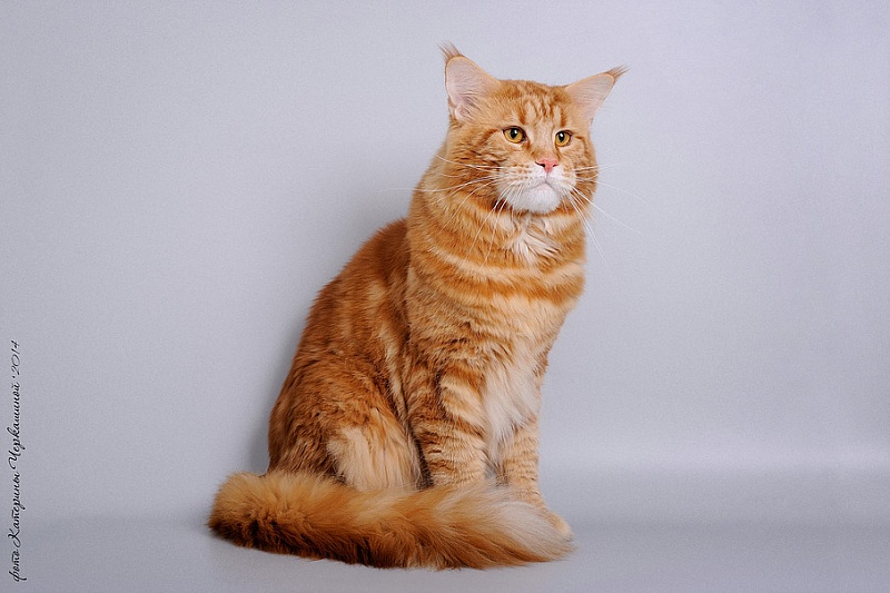 Vilarcoon Da Vinchi - maine-coon 04/30/2012