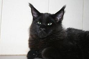 Cool Motion's Amarango - Kitten maine-coon 6 months 1 week