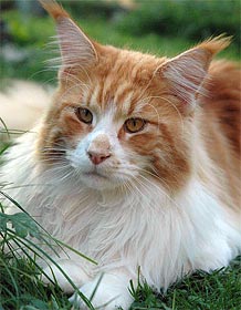 Bourbon of Baydar - maine-coon