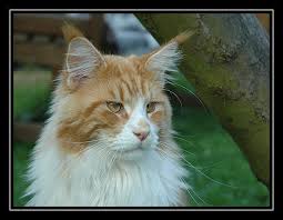 Bourbon of Baydar - maine-coon