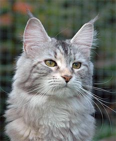 Caramel Chilli Darrem Casus - maine-coon