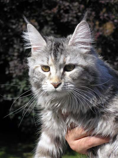 Caramel Chilli Darrem Casus - maine-coon