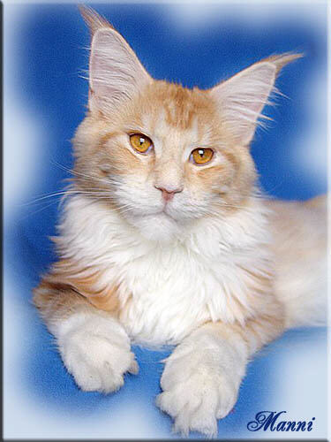 Kilimandscharo of Baydar - maine-coon
