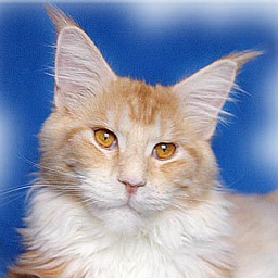 Kilimandscharo of Baydar