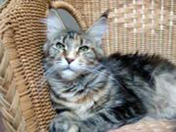 Pillowtalk's Mystic Kaya - maine-coon