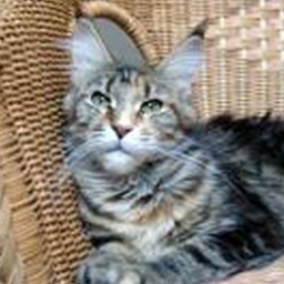 Pillowtalk's Mystic Kaya