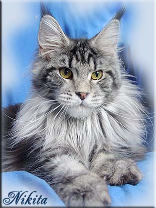Cool Motion's Nikita - maine-coon
